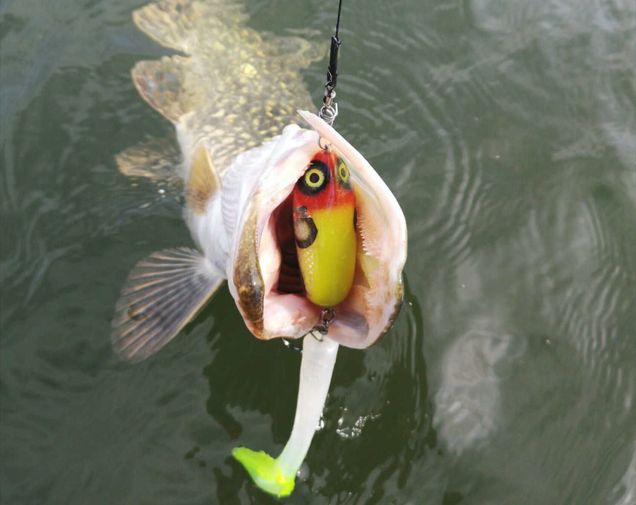 Esox Inc Titan